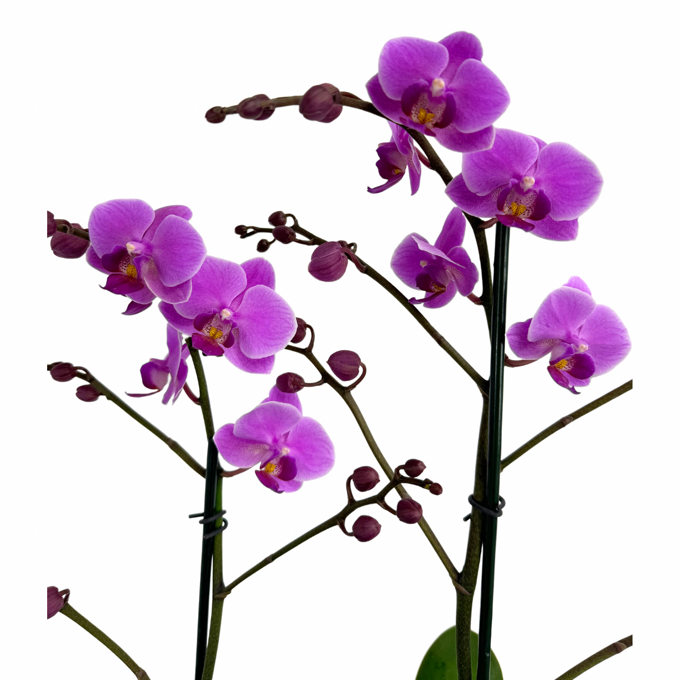 Double Purple Orchids Plants