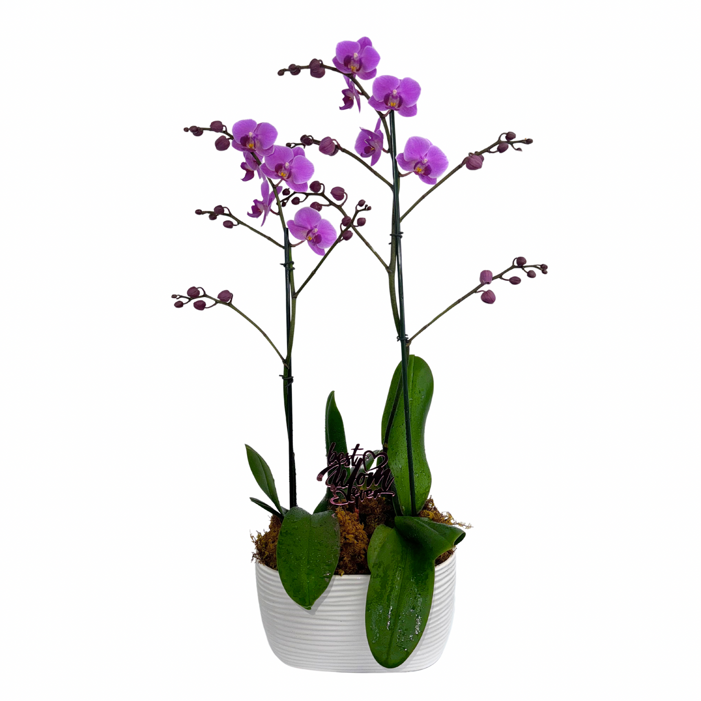 Double Purple Orchids Plants