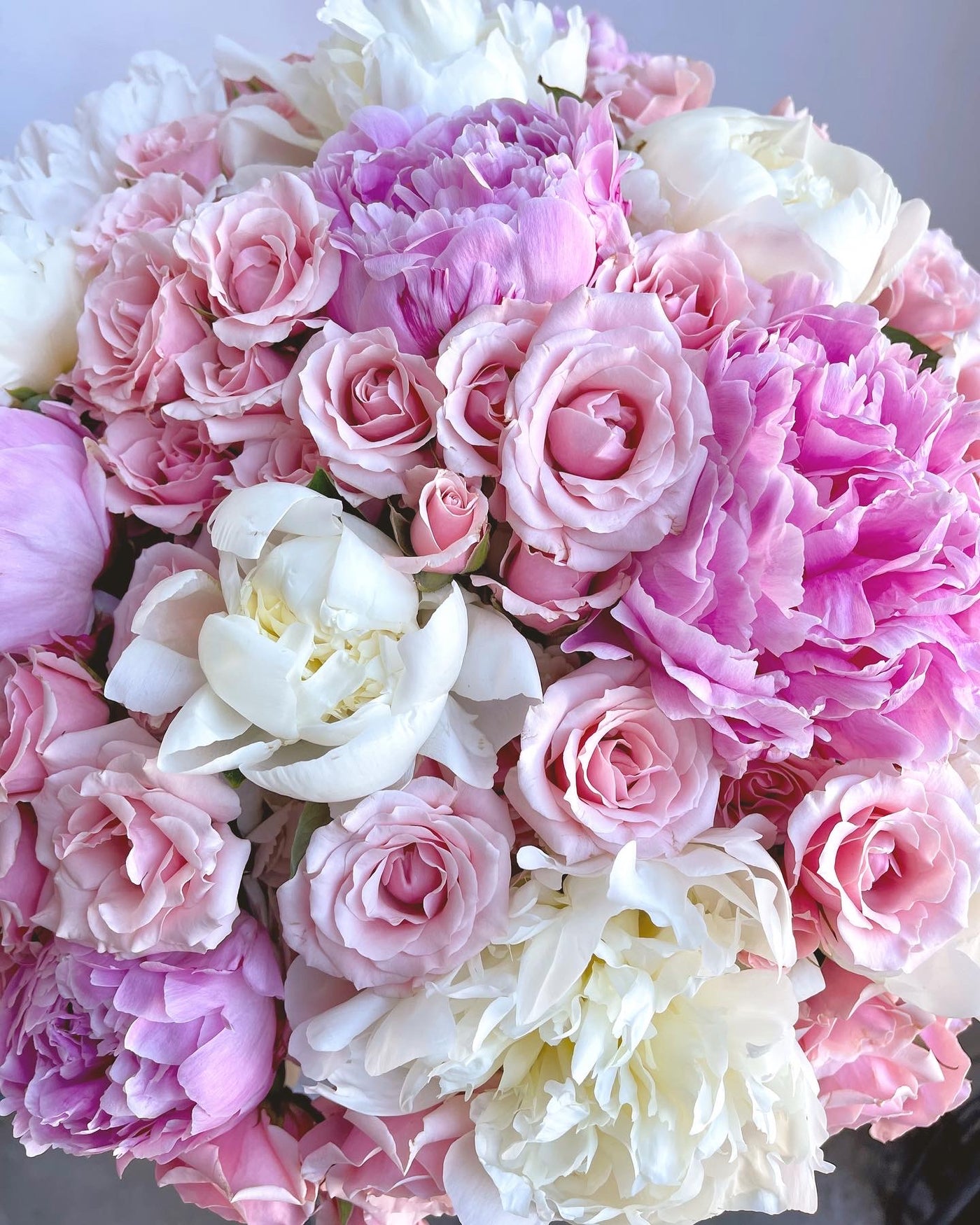 Charming Peonies